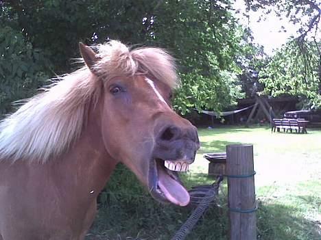 Islænder Tritla - Man Er Godt Nok Træt Efter En God Lang Ridetur ! billede 14