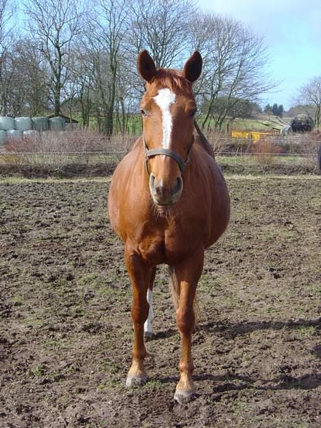 Dansk Varmblod Isabell - D. 17 marts 2007 nu er der 1 måned til at Isabell skal fole. billede 6