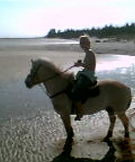 Anden særlig race Vesterhedelunds Seiko Boy - Vi elsker en tur ved stranden. :D billede 12