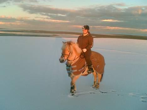 Anden særlig race Vesterhedelunds Seiko Boy - vinter dag ved stranden.(Fra i år) billede 13