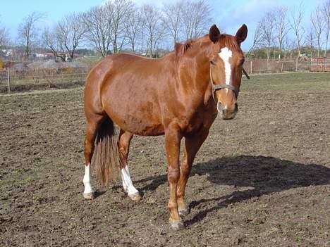 Dansk Varmblod Isabell - Isabell fra en anden vinkel, den dag hvor der er nøjagtig 1 mdr. til at hun er sat til at skulle fole. billede 7