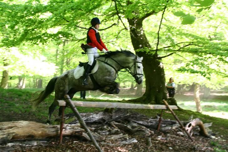 Tysk Sportspony Sandor<33 R.I.P. Savnet<3 billede 10