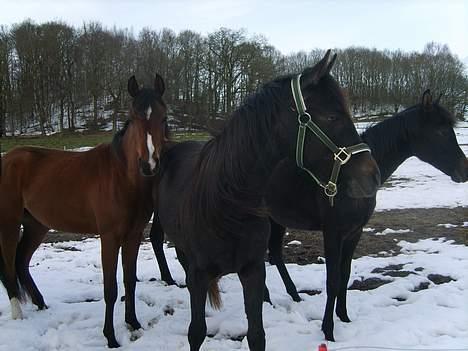 Arabisk fuldblod (OX) Shaheen (SOLGT)<33 - Hvad sker der derhenne????? billede 6