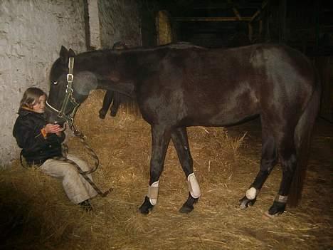 Arabisk fuldblod (OX) Shaheen (SOLGT)<33 - Så får jeg sliksten med gamacher på...... Alt skal åbenbart prøves på mig:-) billede 7