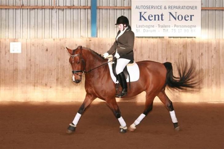 Oldenborg Dufaux - Tidl hest - Nyeste billede : stævne d 22 nov 08 i bramming. alt gik skævt for os denne dag :( men nå det kan jo heller ikke gå godt hver gang :P så vi kommer igen næste gang ;D  billede 1