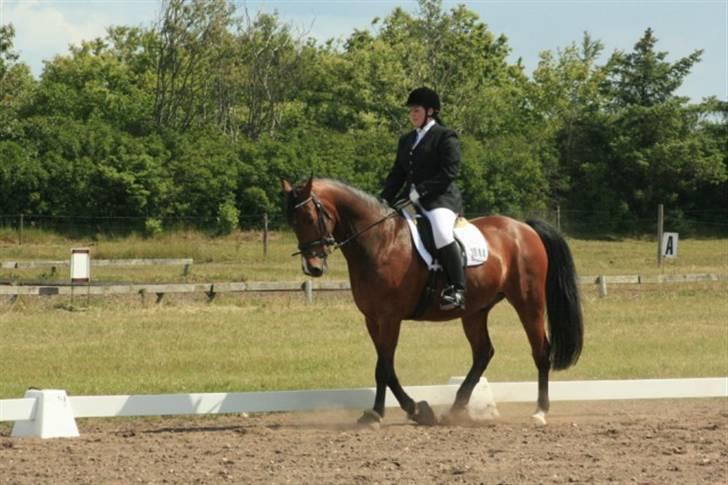 Oldenborg Dufaux - Tidl hest - NYT . fra stævne i Blaak :) han var så god <33 billede 5