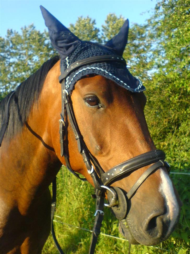 Oldenborg Dufaux - Tidl hest - Smukke dufaux :D <3<3<3<3 (d 15 april 07) billede 7