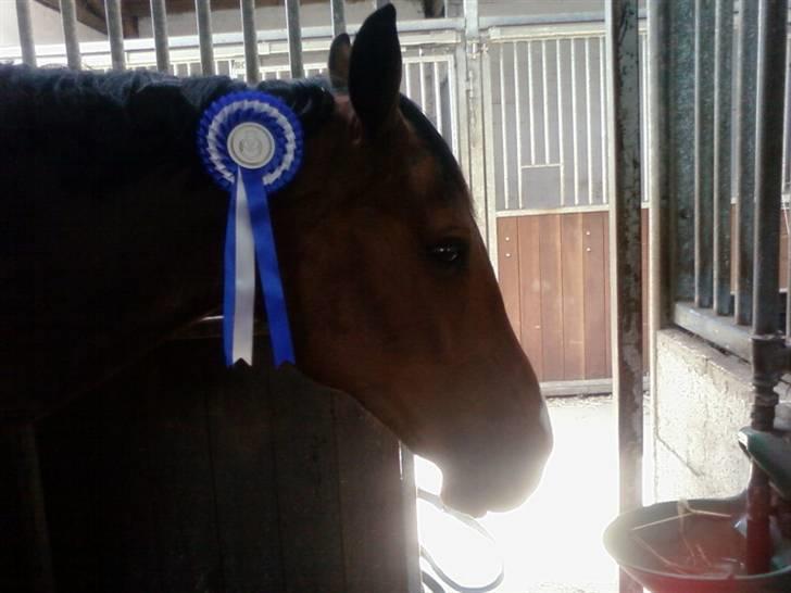 Oldenborg Dufaux - Tidl hest - Efter stævne i Vejen :P 2 plads i LC2 billede 8