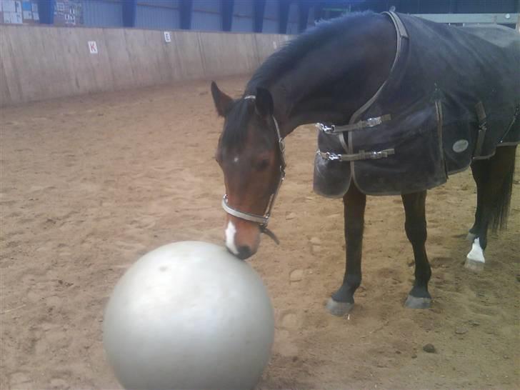 Oldenborg Dufaux - Tidl hest - lektion med bold :D  billede 13