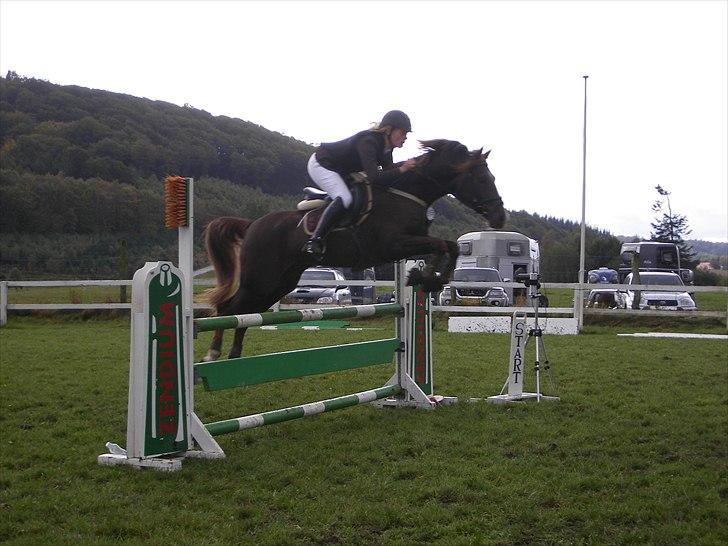 Hollandsk Sportspony Hotse  billede 1