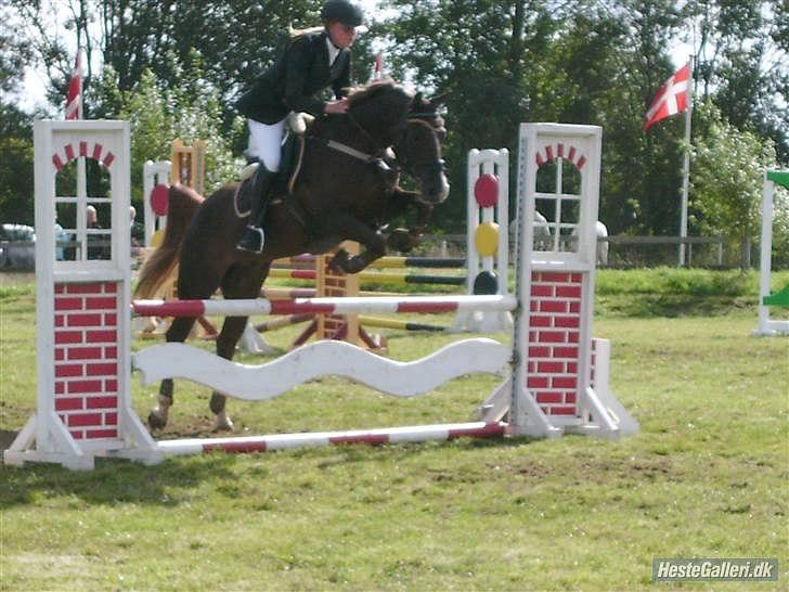 Hollandsk Sportspony Hotse  billede 2