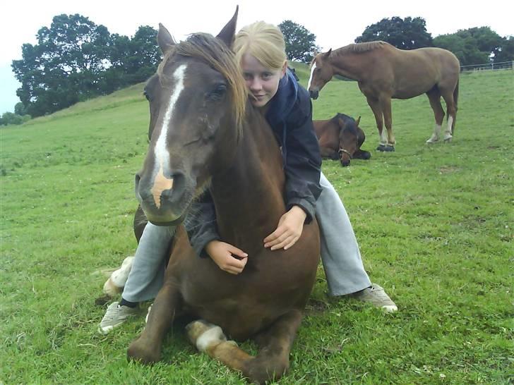 Hollandsk Sportspony Hotse  - Den lille trætte hygge trold... haha... ;b billede 3