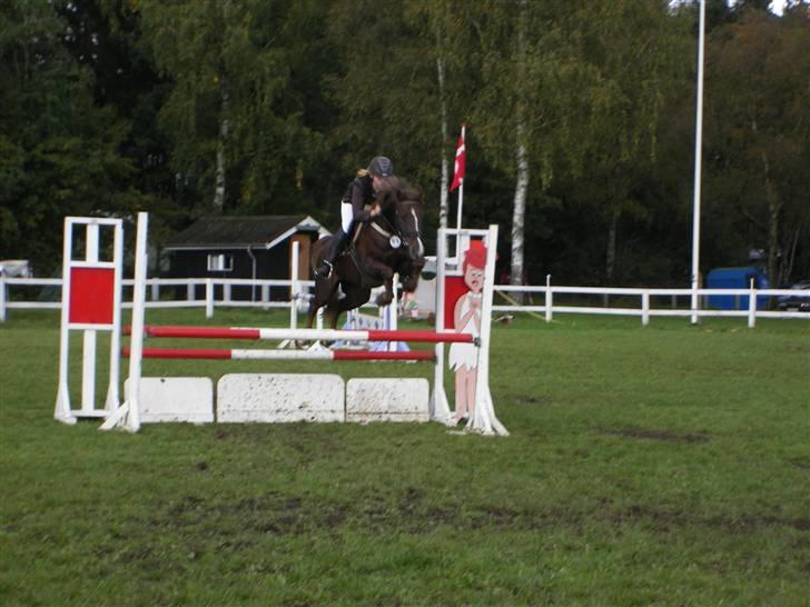 Hollandsk Sportspony Hotse  - Silkeborg i hans første La.. :b billede 4