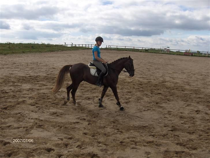 Hollandsk Sportspony Hotse  - Får sig en skridt pause.. ;b - det er jo hårdt at være dressurpony... billede 5