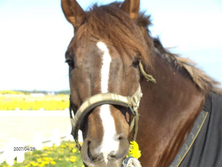 Hollandsk Sportspony Hotse  - Min skat..! billede 6