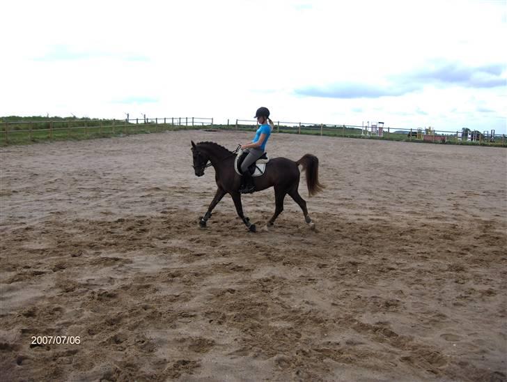 Hollandsk Sportspony Hotse  - Min lille dressurstjerne.. :-D billede 8