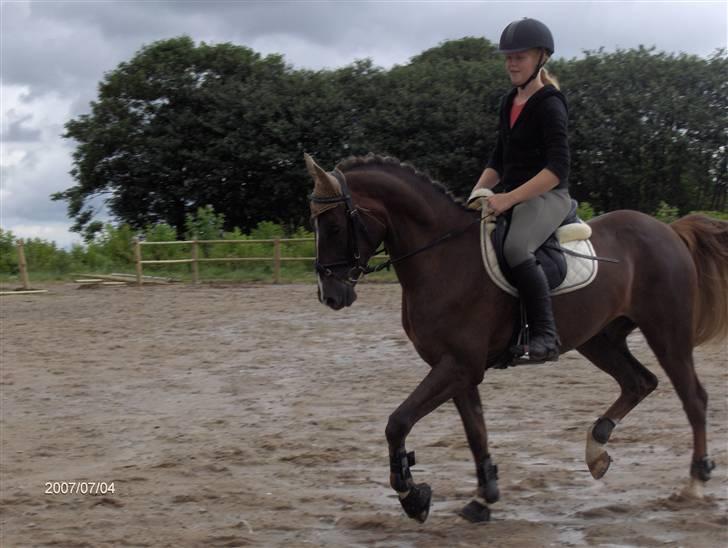 Hollandsk Sportspony Hotse  - Kan da godt gå lidt dressur.. :o billede 10