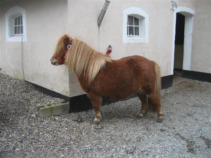 Shetlænder Mosbækminde Giselle  - er jeg ikke flot 16 marts 2009 billede 2