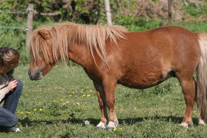 Shetlænder Mosbækminde Giselle  billede 5