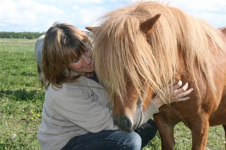 Shetlænder Mosbækminde Giselle  billede 7