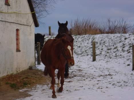 Dansk Varmblod Isabell - Hestene er ved at blive lukket ind, og det er i dag Isabell som fører an. billede 8