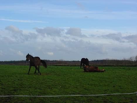 Dansk Varmblod Isabell - Vi har lige lukket hestene ud efter dagens ridetur, og det første de gør er at rulle sig så de bliver godt beskidte :-( billede 9