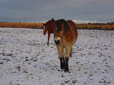 Dansk Varmblod Isabell - Isabell og Tøsen ude på marken. billede 10