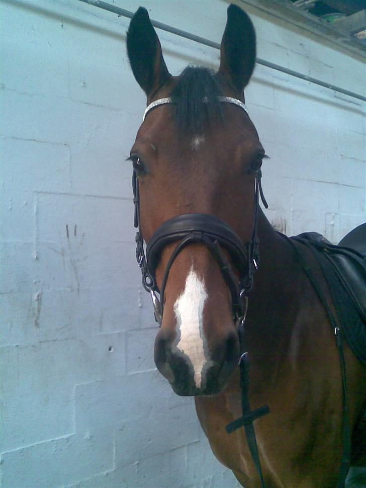 Oldenborg Dufaux - Tidl hest - NYYYT D 24 april 09 :D  billede 15