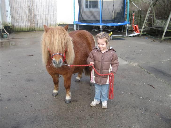 Shetlænder Mosbækminde Giselle  - 29 marts 2009 billede 8