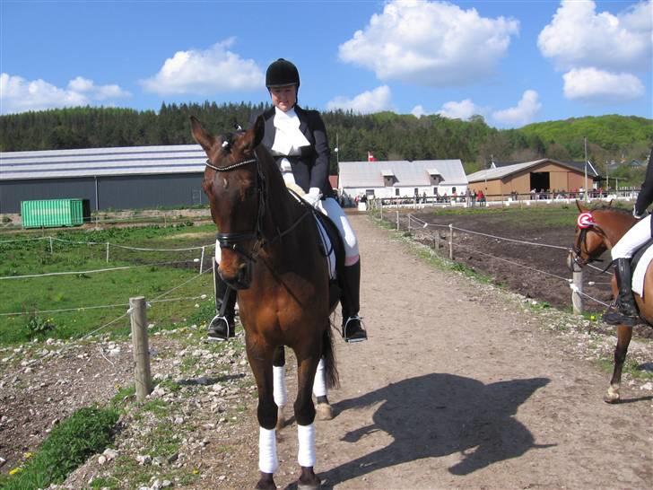 Holstener chester *RIP* - dressur stævne 3 maj 2008 2 anden pladser billede 14