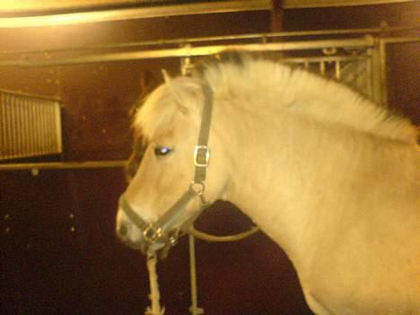 Fjordhest Django. Dejlig fjordhest. - Min fjolle-bolle. Vinter- 07<333 billede 4