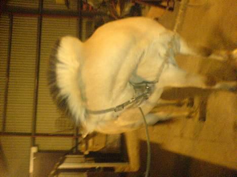 Fjordhest Django. Dejlig fjordhest. - Min fjolle-bolle på stald. Vinter- 07 billede 5