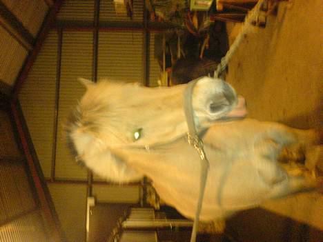 Fjordhest Django. Dejlig fjordhest. - Min fjolle-bolle igen på stald. Vinter- 07. billede 6