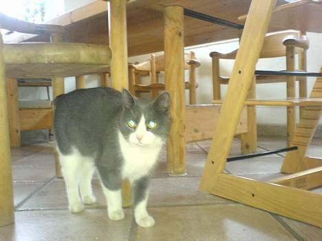 Fjordhest Django. Dejlig fjordhest. - min ene kat. Miss kitty<333 billede 7