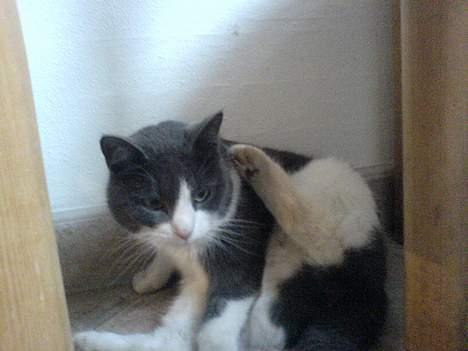 Fjordhest Django. Dejlig fjordhest. - Miss kitty igen<333 billede 8