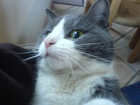 Fjordhest Django. Dejlig fjordhest. - Og ja. Hende igen. hehe.<333 billede 9