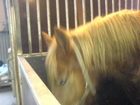 Fjordhest Django. Dejlig fjordhest. - En a vores andre heste. Viggo. Og ja ved det. KLAMT navn. Men det er jo altså ekh mig der har givet ham navnet. Hehe. billede 10