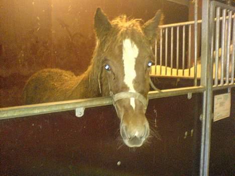 Fjordhest Django. Dejlig fjordhest. - viggo´s lillesøster Jonna. Og folkens. HUn er altså bare det dejligste lille føl. Ogs selv om hun elsker at bide i ens pæne tøj. Hehe billede 11