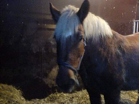 Fjordhest Django. Dejlig fjordhest. - Franz mine damer og herre. Han er en utrolig dejlig hest. Men meget høj. Og det er ret svært at sidde over skrævs på ham fordi han er så bred rygget.Hehe billede 12