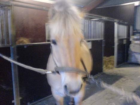 Fjordhest Django. Dejlig fjordhest. - her er han så igen. I kender jo navnet. min fjolle-bolle. billede 13