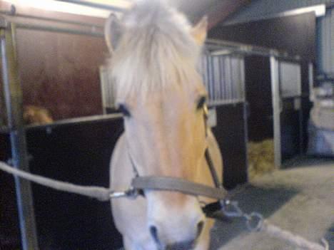 Fjordhest Django. Dejlig fjordhest. - Ham på stald.<33 billede 14