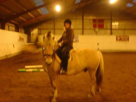 Fjordhest Django. Dejlig fjordhest. - Miiq oq Django i ridehus<33 billede 16