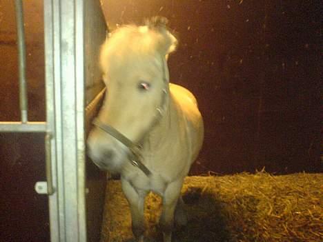 Fjordhest Django. Dejlig fjordhest. - Django der ¨ stener¨ for vildt. Hehe. selv der hjælper en gulerød ekh. billede 18