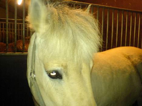 Fjordhest Django. Dejlig fjordhest. - Django. Jeg holder ham i grimen samtidig meed at jeg ska ta et billed. Folkens det er squ lidt svært. billede 19