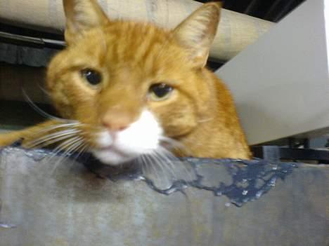 Fjordhest Django. Dejlig fjordhest. - Miss kitty´s storebror Skipper. Jeg ved det, I tænker jo sikkert: hvordan kan de være søskende? De ligner jo ekh hinanden på nogle måder. Hehe men det er de altså<33. Nu håber jeg at det er nok billeder inde. For jeg ka ekh instalellere flere. billede 20