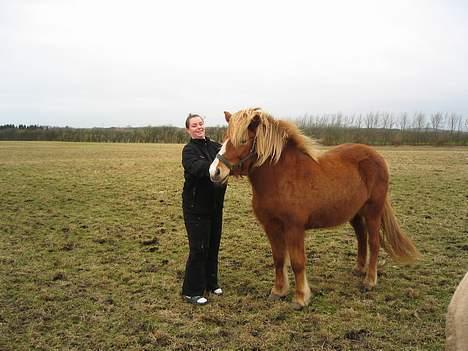 Islænder Isafold Fra Havndal - 16.Tid til at nusse lidt billede 16
