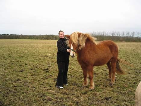 Islænder Isafold Fra Havndal - 17. Vi kan ikke blive helt enige billede 17