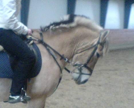 Fjordhest NapoleonSOOLGT - Napoleon som gaar til biddet... billede 2