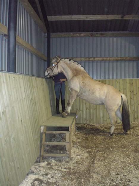 Fjordhest Sylvia *solgt* billede 1