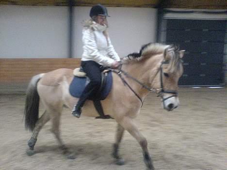 Fjordhest NapoleonSOOLGT billede 3